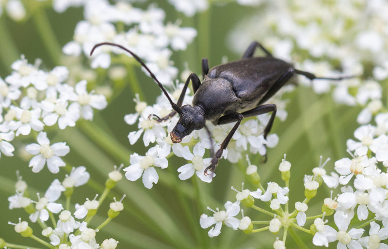 Hrig blombock (Pedostrangalia pubescens)	