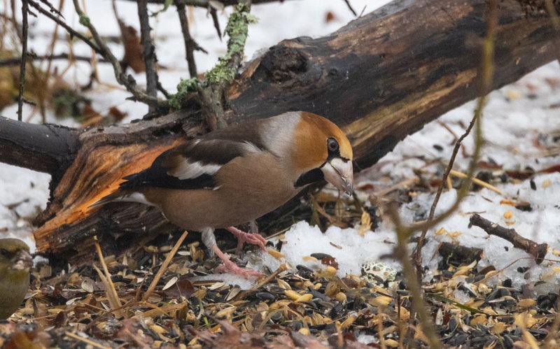 Hawfinch (Coccothraustes coccothraustes)