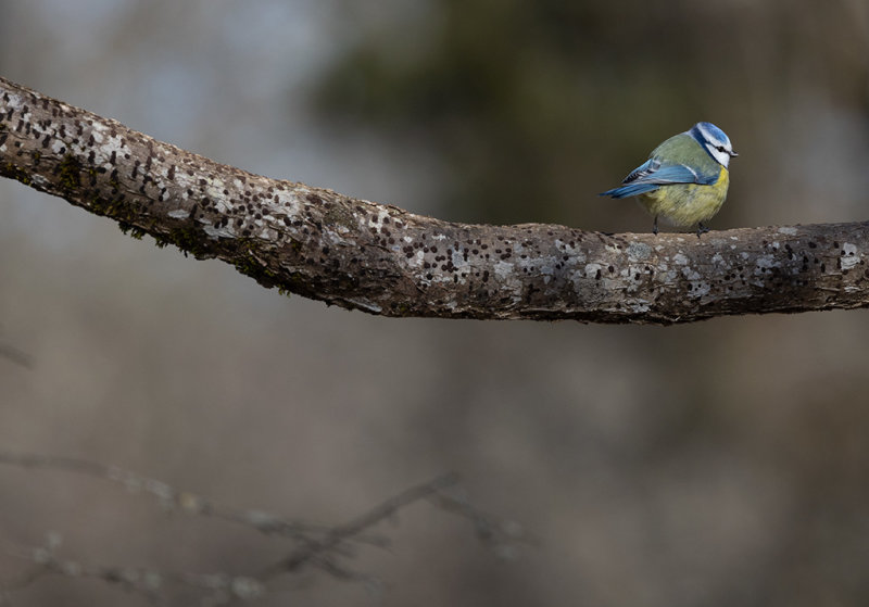 Eurasian Blue Tit (Cyanistes caeruleus)