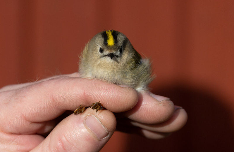 Goldcrest (Regulus regulus)