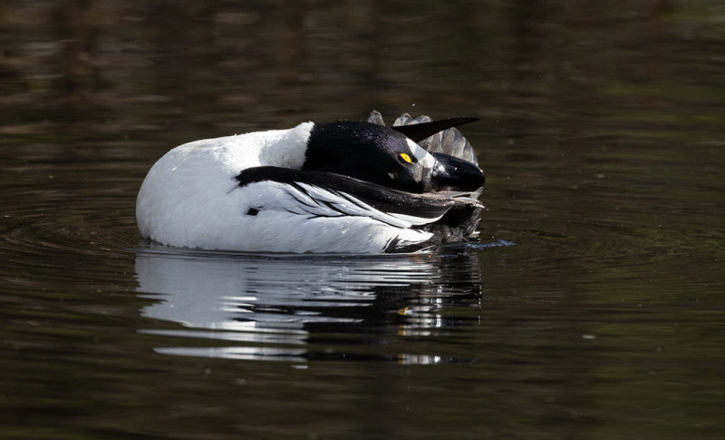 Common Goldeneye (Bucephala clangula)	