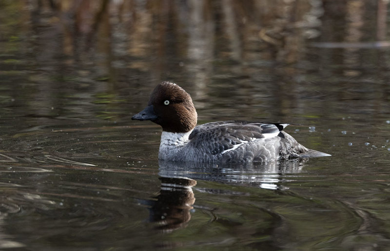 Common Goldeneye (Bucephala clangula)	
