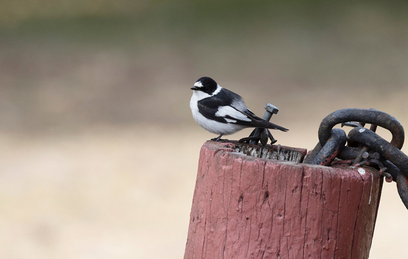 Collared Flycatcher (Ficedula albicollis)