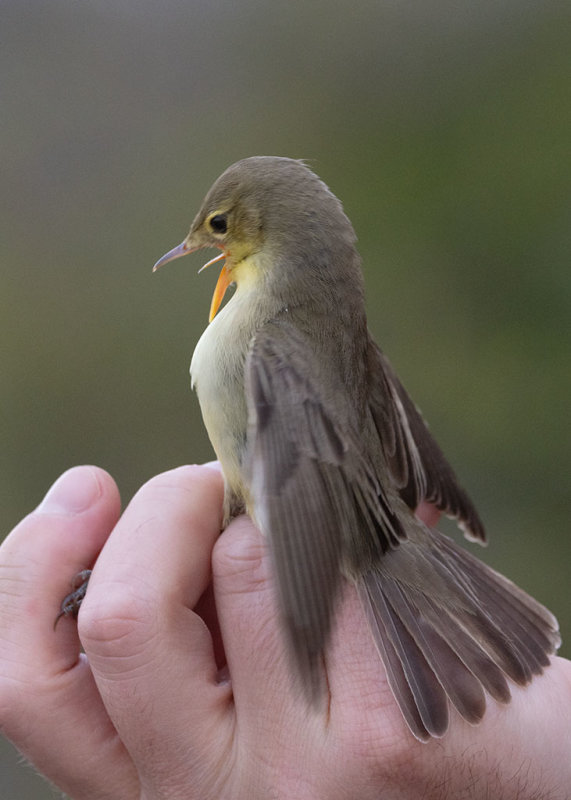 Icterine Warbler (Hippolais icterina)
