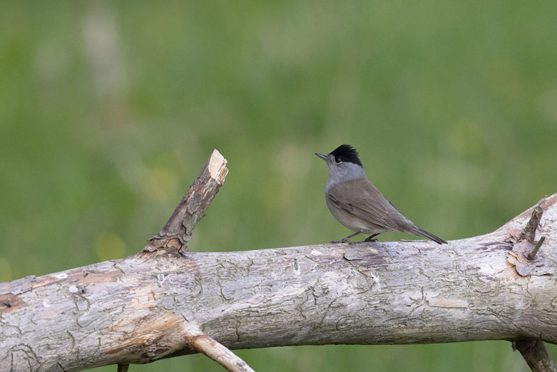 Eurasian Blackcap (Sylvia atricapilla)	