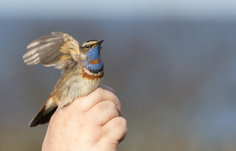 Bluethroat (Luscinia svecica)