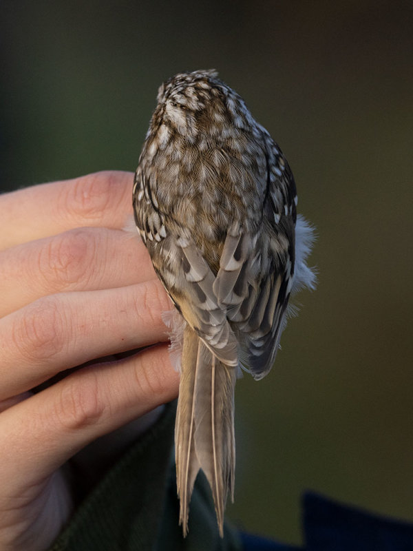 Eurasian Treecreeper (Certhia familiaris)	