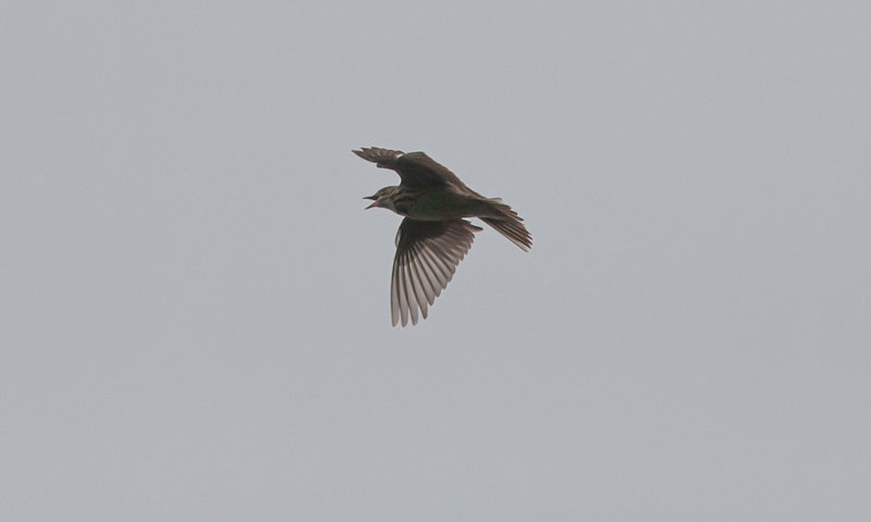Tree Pipit (Anthus trivialis)