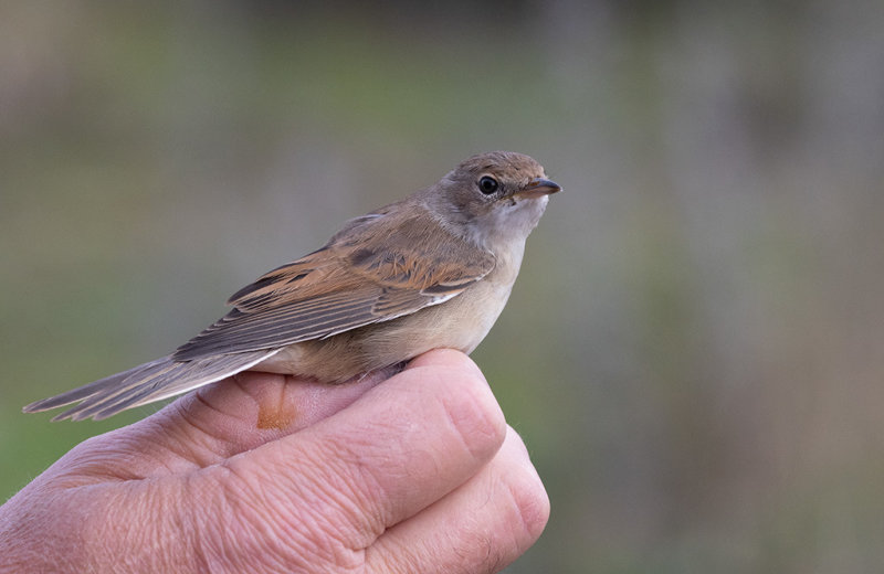 Common Whitethroat (Curruca communis)