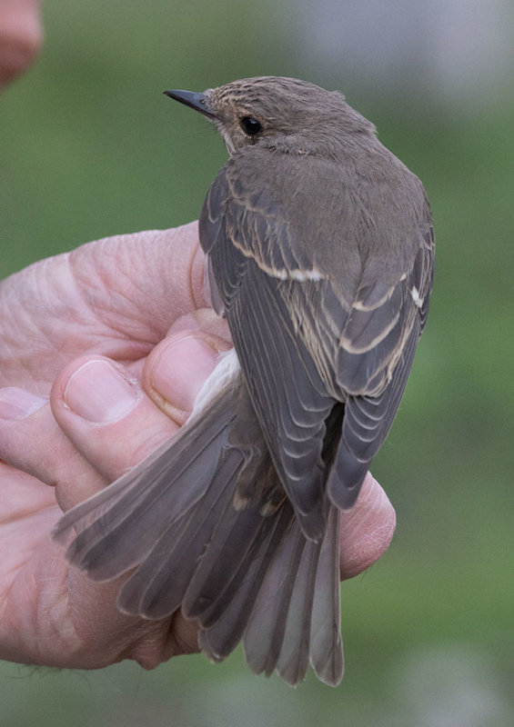 Spotted Flycatcher (Muscicapa striata)	