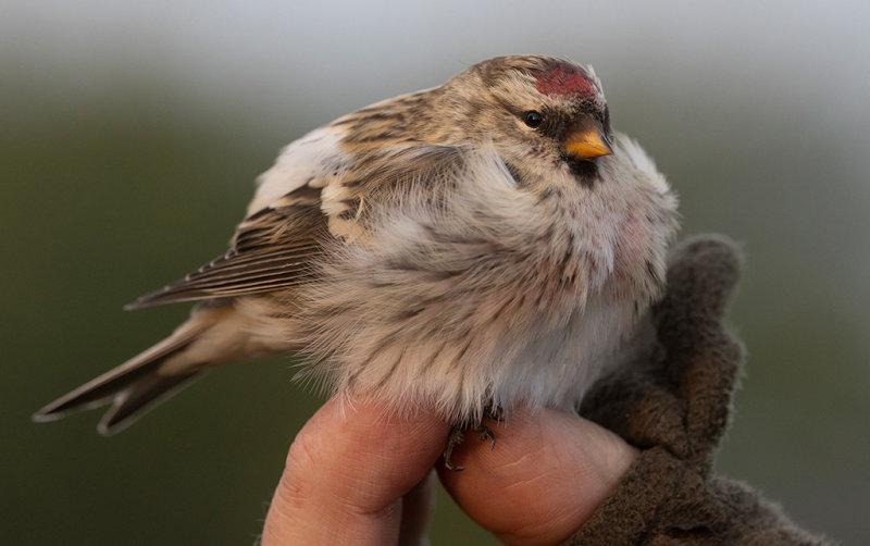 Arctic Redpoll (Acanthis hornemanni)