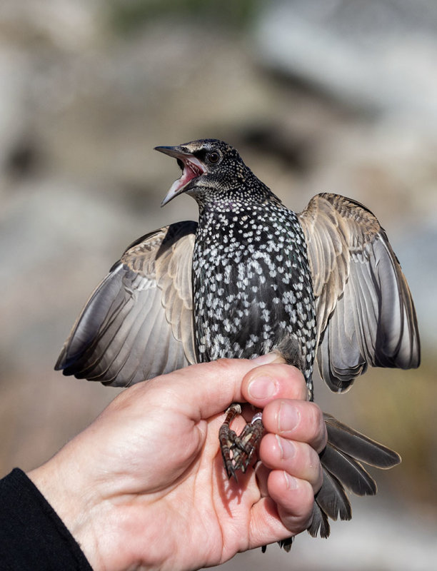 Common Starling (Sturnus vulgaris)