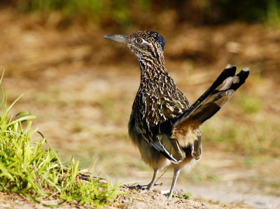 Greater Roadrunner (Geococcyx californianus)