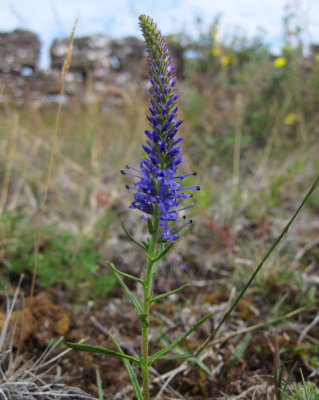 Axveronika (Veronica spicata)