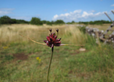 Backlk (Allium oleraceum)