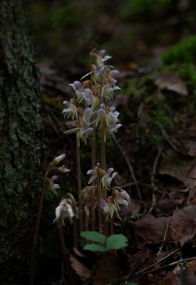 Skogsfru (Epipogium aphyllum)