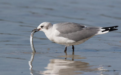 Laughing Gull (Leucophaeus atricilla)