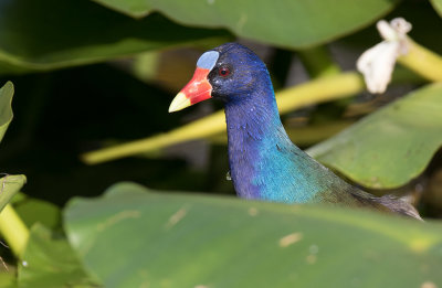 Purple Gallinule (Porphyrio martinica)