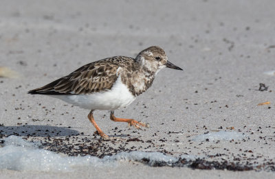 Ruddy Turnstone (Arenaria interpres)