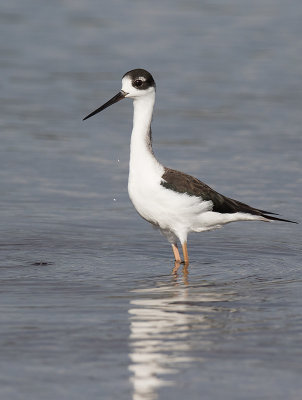 Black-necked Stilt (Himantopus mexicanus)