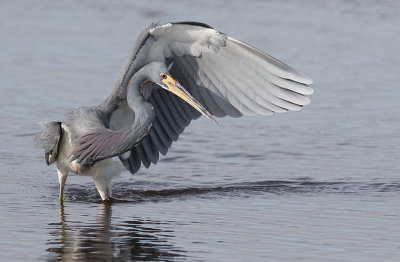 Tricolored Heron (Egretta tricolor)