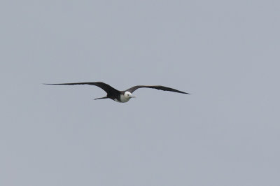 Magnificent Frigatebird (Fregata magnificens)	