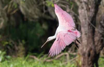 Roseate Spoonbill (Platalea ajaja)