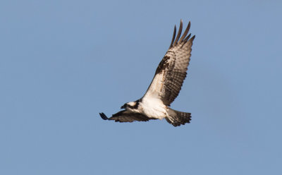 Osprey (Pandion haliaetus)