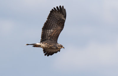 Snail Kite (Rostrhamus sociabilis)	