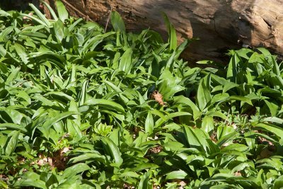 Ramslök (Allium ursinum)