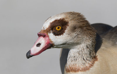 Egyptian Goose (Alopochen aegyptiaca)