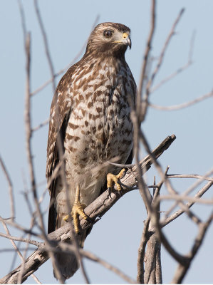 Red-shouldered Hawk (Buteo lineatus)