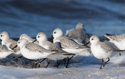 Sanderling (Calidris alba)	