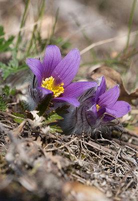 Backsippa (Pulsatilla vulgaris)