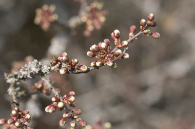 Sln (Prunus spinosa)