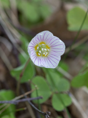 Harsyra (Oxalis acetosella)