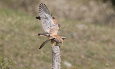 Eurasian Kestrel (Falco tinnunculus)	