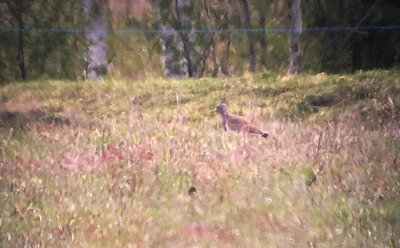 Grey-headed Lapwing (Vanellus cinereus)