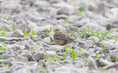 Cinereous Bunting (Emberiza cineracea)