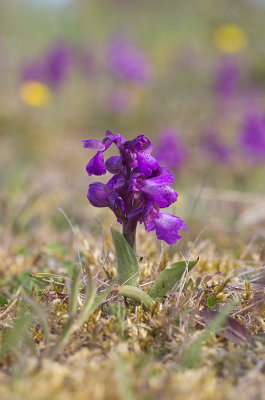 Sankt Pers nycklar (Orchis mascula)