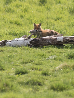 Rödräv (Vulpes vulpes)