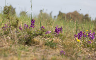 Sankt Pers nycklar (Orchis mascula)