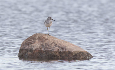 Common Greenshank (Tringa nebularia)