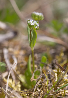 Vrklynne (Valerianella locusta)