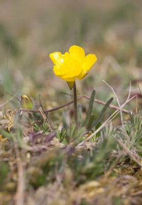 Knölsmörblomma (Ranunculus bulbosus)