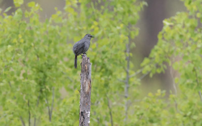 Grey Catbird (Dumetella carolinensis)