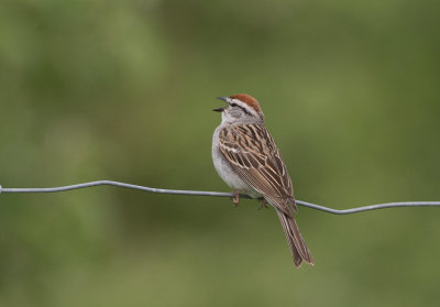 Chipping Sparrow (Spizella passerina)