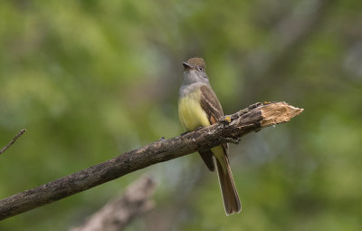 Great Crested Flycatcher (Myiarchus crinitus)