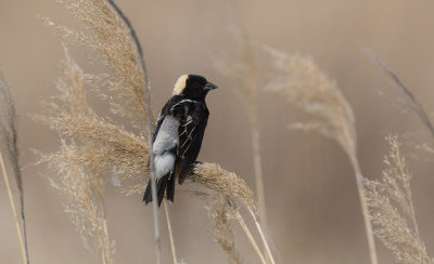 Bobolink (Dolichonyx oryzivorus)