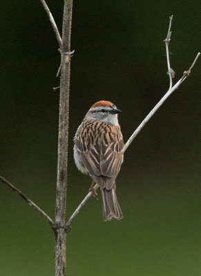 Chipping Sparrow (Spizella passerina)	